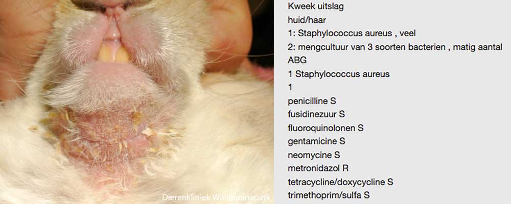 Konijn geen syfilis maar een krentanbaard - staphylococcus aureus infectie